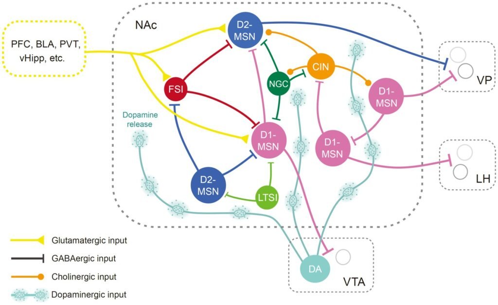 dopamine patterns during avoidance learning in brain regions